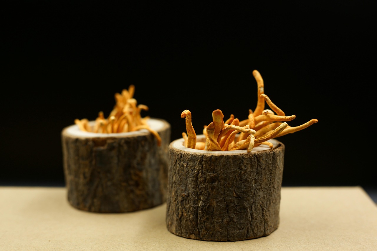 Two cylindrical gourmet dishes resembling tree stumps, topped with a creamy white layer and garnished with crispy golden strands, presented on a light surface against a dark background for dramatic contrast.