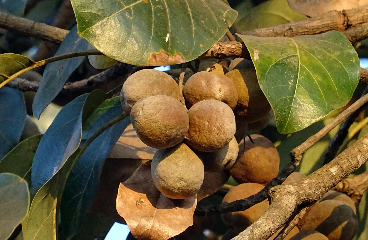 Cluster of round, brown fruits growing on a tree among green leaves, illustrating natural plant growth and botanical characteristics